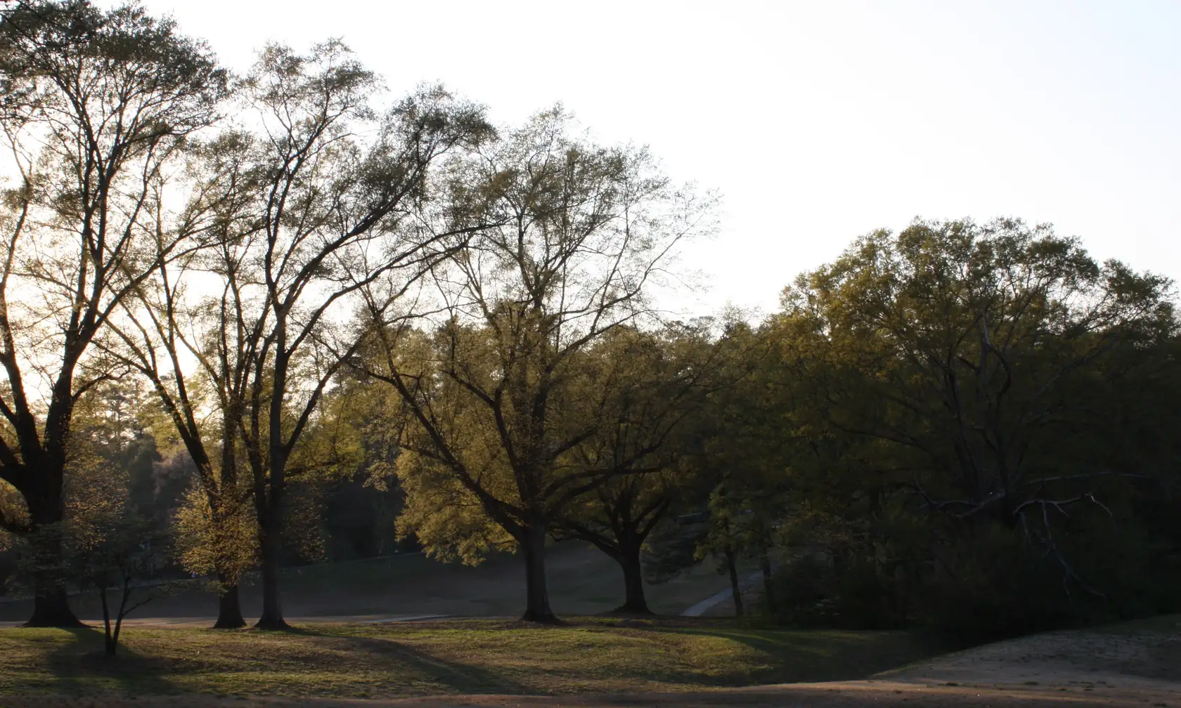 Late-afternoon light through a row of large hardwoods just leafing out in pale green across a rolling lawn, with long shadows and a paved path curving through.